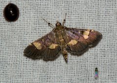 Syngamia falsidicalis