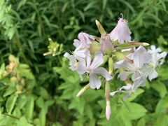 Saponaria