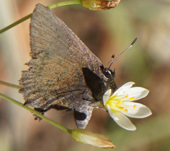 Callophrys irus