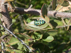 Calidea dregii