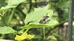 Colletes latitarsis