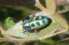 Calidea dregii
