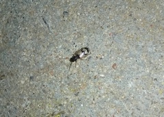 Trichis maculata