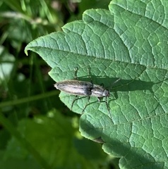 Proludius protractus