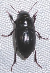 Euryderus grossus
