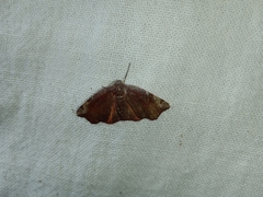 Achrosis rondelaria