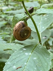 Ventridens ligera
