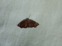 Achrosis rondelaria