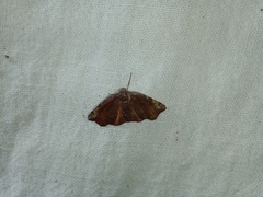Achrosis rondelaria