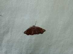 Achrosis rondelaria