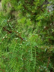 Juniperus communis communis