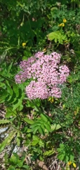 Pimpinella major