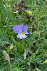 Viola calcarata