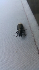 Spondylis buprestoides