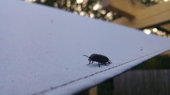 Spondylis buprestoides