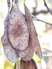 Dalbergia miscolobium