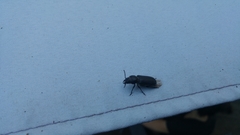 Spondylis buprestoides