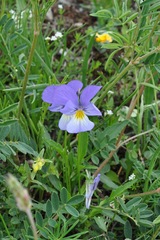 Viola calcarata