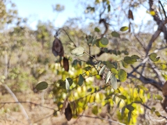 Dalbergia miscolobium