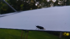 Spondylis buprestoides