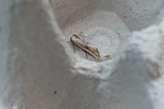 Crambodes talidiformis