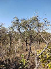 Dalbergia miscolobium