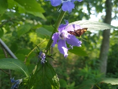 Pyrausta orphisalis