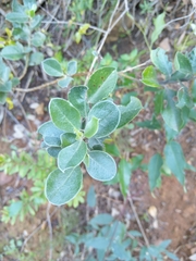 Podalyria sericea