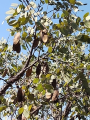 Dalbergia miscolobium