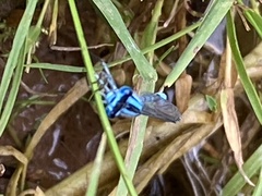 Enallagma cyathigerum