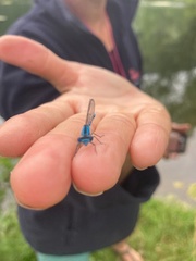 Enallagma cyathigerum