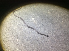 Pareas margaritophorus