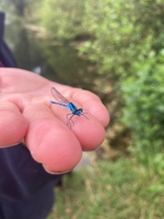 Enallagma cyathigerum