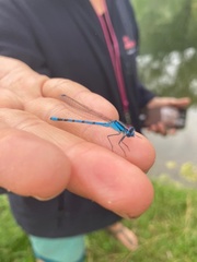 Enallagma cyathigerum