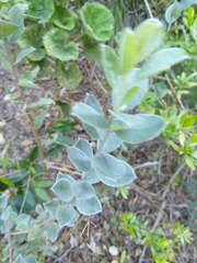 Podalyria sericea