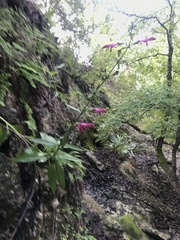 Salvia pentstemonoides