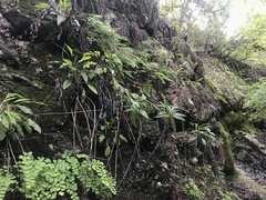 Salvia pentstemonoides
