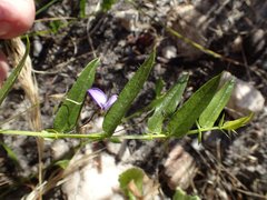 Psoralea asarina