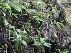 Salvia pentstemonoides