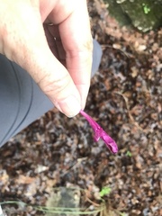 Salvia pentstemonoides
