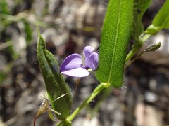 Psoralea asarina
