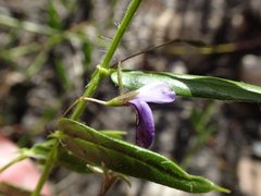 Psoralea asarina