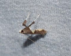 Caloptilia umbratella