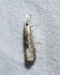 Microcrambus minor