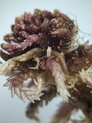 Sphagnum medium