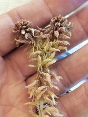 Sphagnum medium