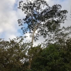 Albizia niopoides