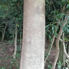 Albizia niopoides