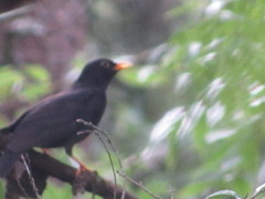 Turdus infuscatus