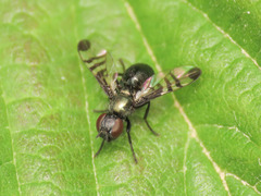 Rivellia syngenesiae